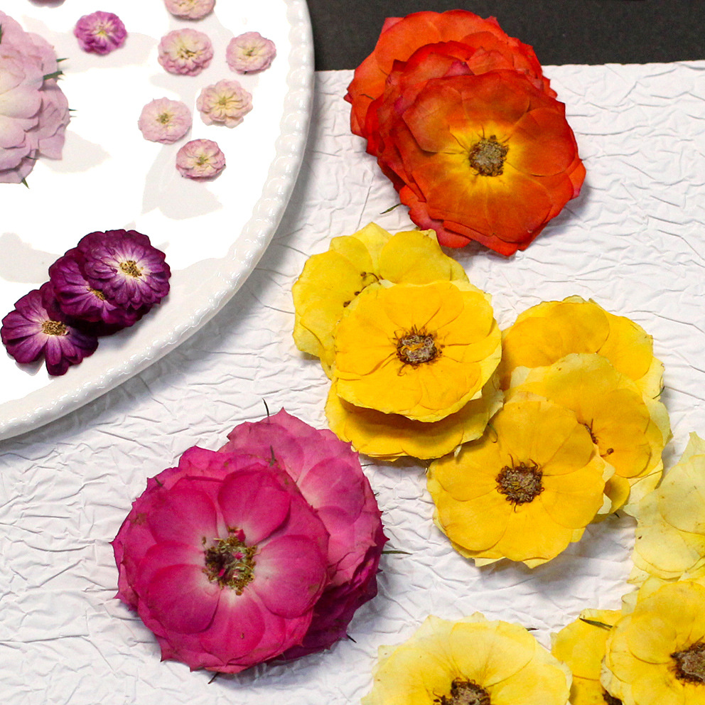 60 rose vere pressate gialle d - Resin Craft Ideas recensione e prezzo
