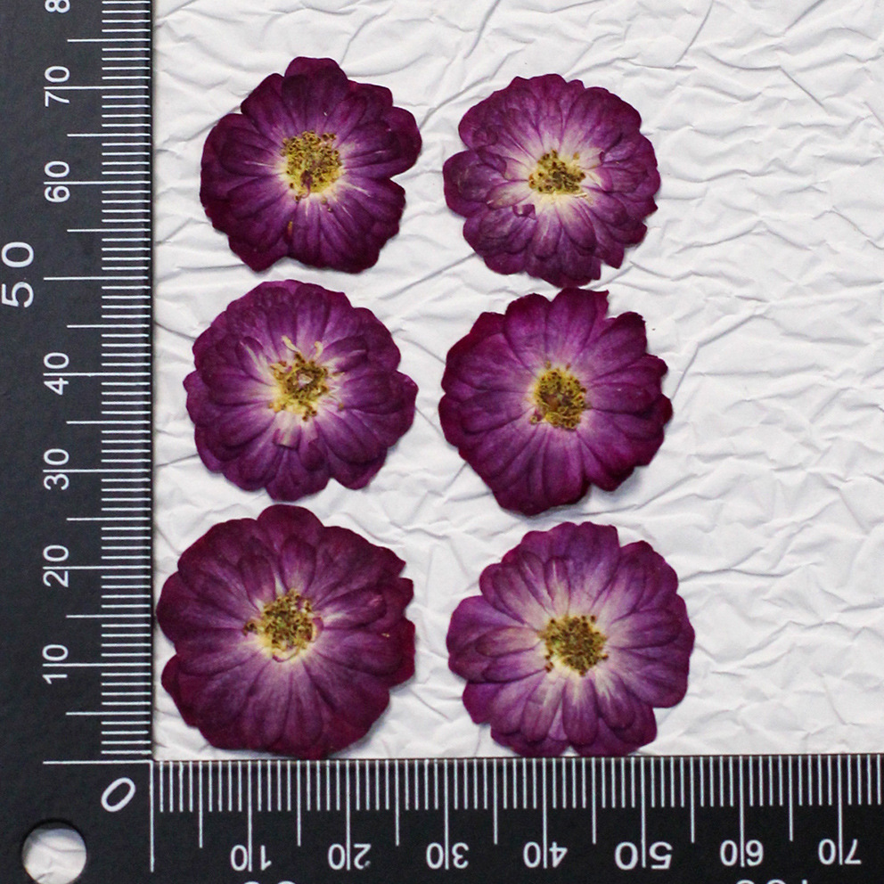 60 rose vere pressate gialle d - Resin Craft Ideas recensione e prezzo